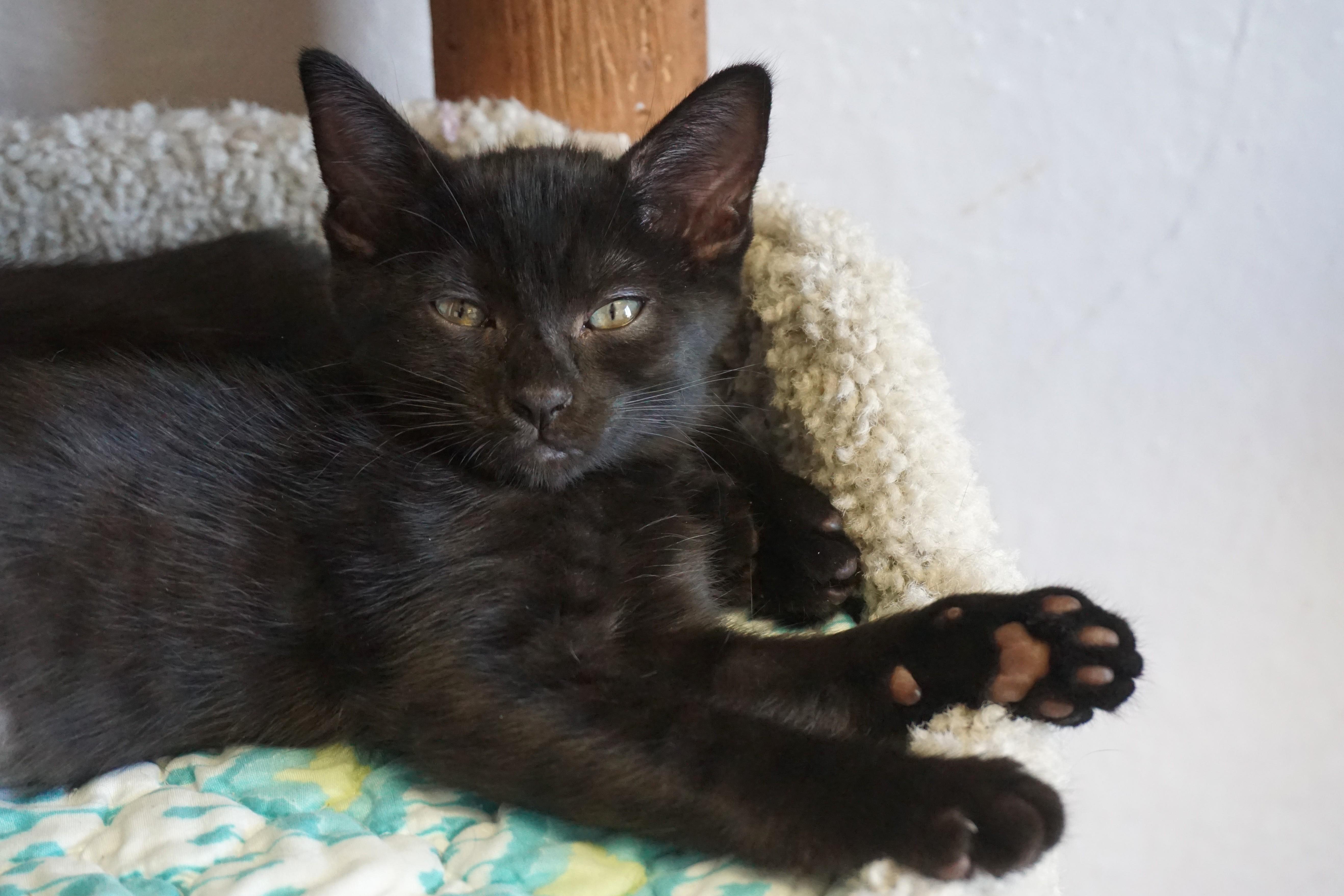 A baby small-sized male Domestic Short Hair cat named Mittens Iii for adoption in Fountain Hills, AZ