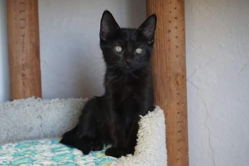 Mittens Iii thumbnail 2