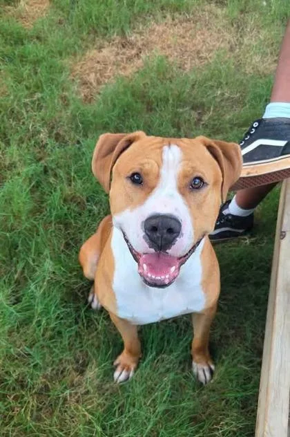 An adult large-sized male Pit Bull Terrier dog named Fender for adoption in Atlanta, GA