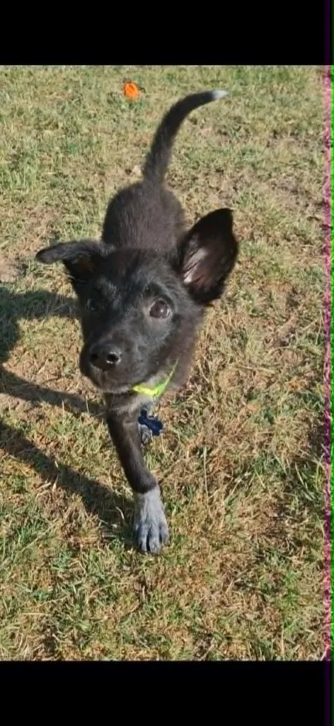 A baby small-sized male Mixed Breed dog named Forest for adoption in Mesa, AZ