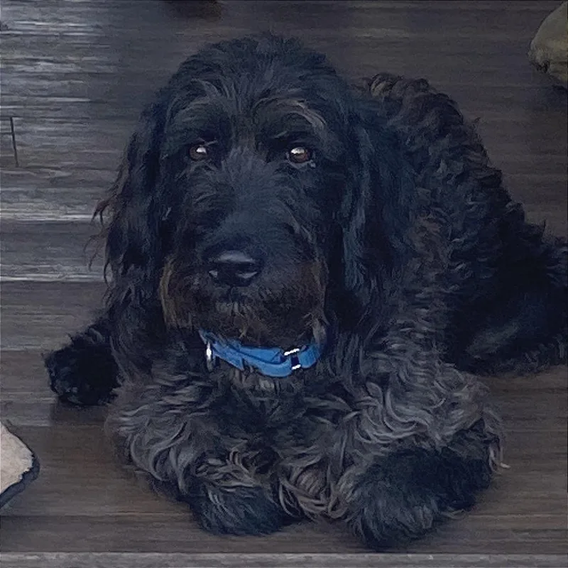 An adult medium-sized female Black Wirehaired Pointing Griffon dog named Lucy for adoption in South Elgin, IL