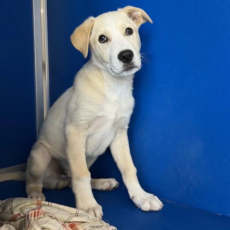 A baby small-sized male White / Cream Mixed Breed dog named Otty for adoption in Las Cruces, NM