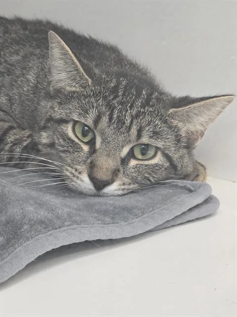A young small-sized female Domestic Short Hair cat named Tigerlily for adoption in Indianapolis, IN