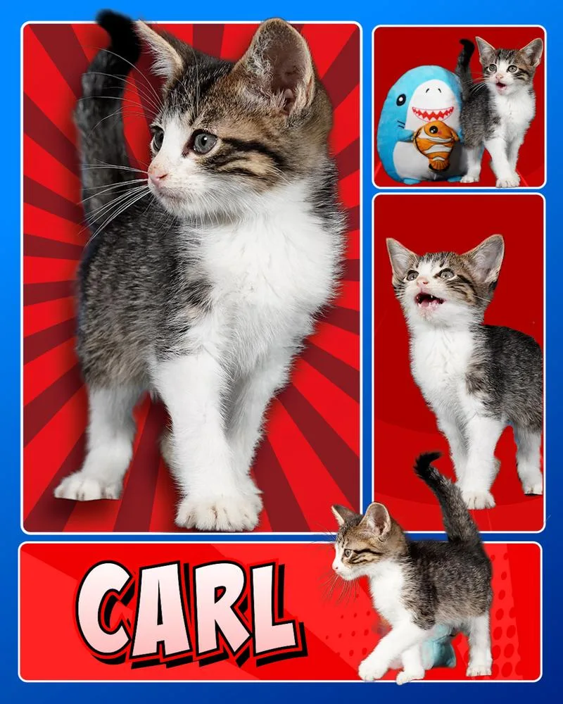 A baby small-sized male Domestic Short Hair cat named Carl for adoption in Fremont, NE