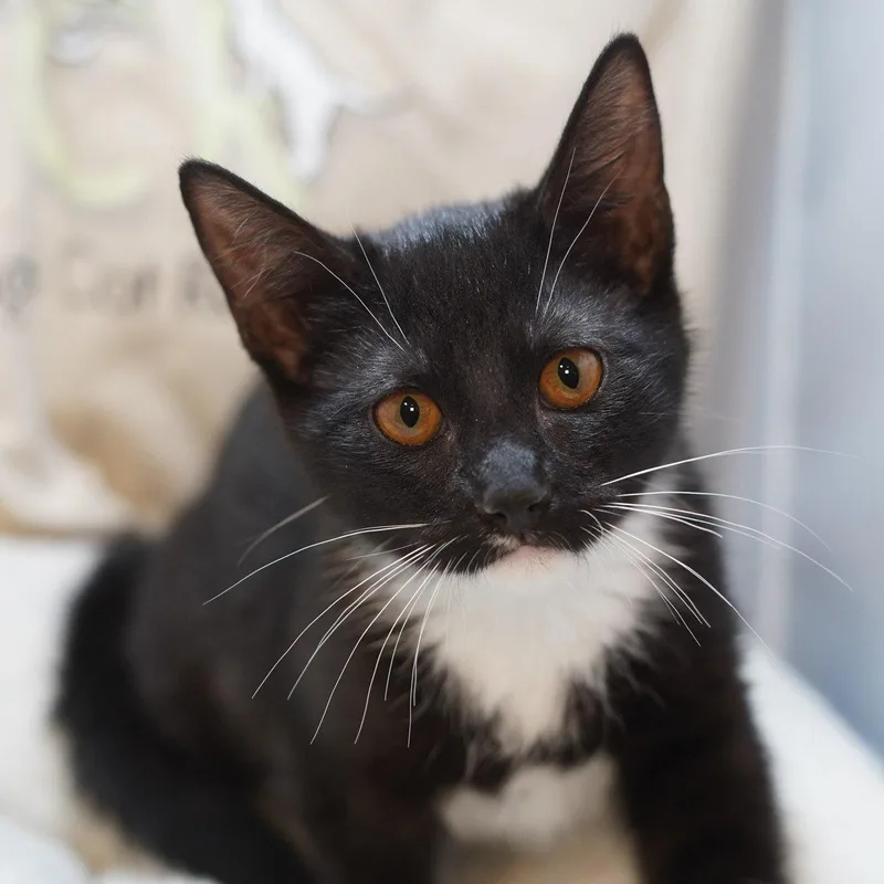 A baby medium-sized female Black & White / Tuxedo Tuxedo cat named Maxine for adoption in Garland, TX
