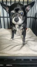 A senior small-sized male Chihuahua dog named Carl for adoption in Newport, KY