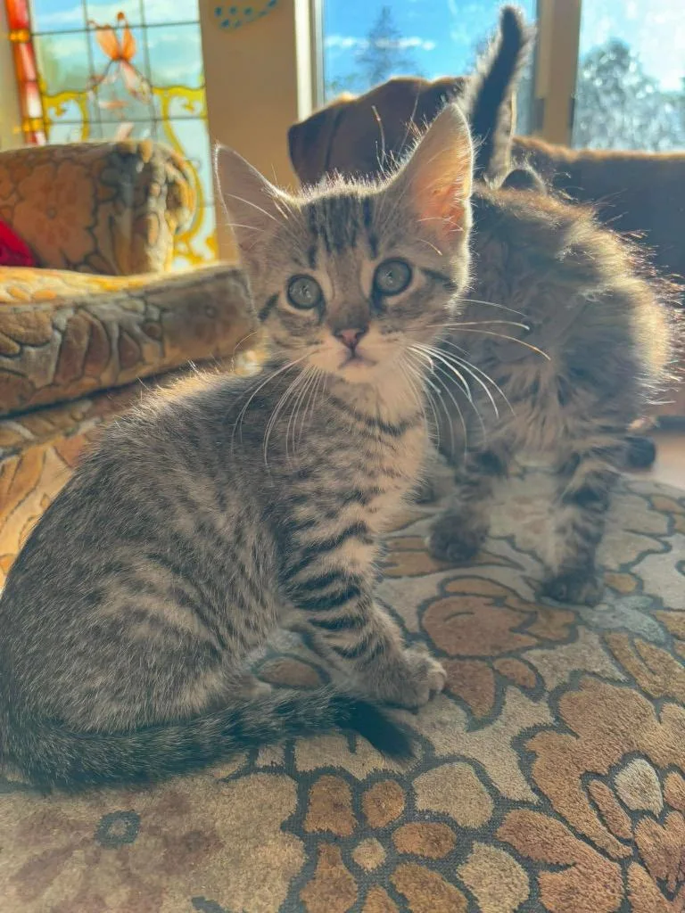 A baby small-sized male Domestic Short Hair cat named Fooseball for adoption in Gorham, ME