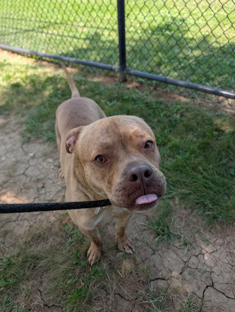 A young large-sized male Brindle Mixed Breed dog named Orlando for adoption in Dubuque, IA