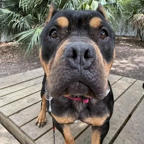 An adult medium-sized female Black Mixed Breed dog named Bonnie for adoption in Charleston, SC