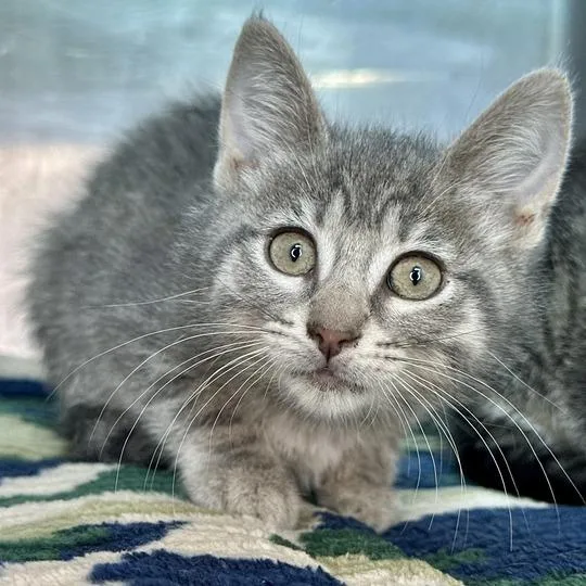 A baby small-sized female Gray / Blue / Silver Domestic Short Hair cat named Funyun for adoption in Matteson, IL