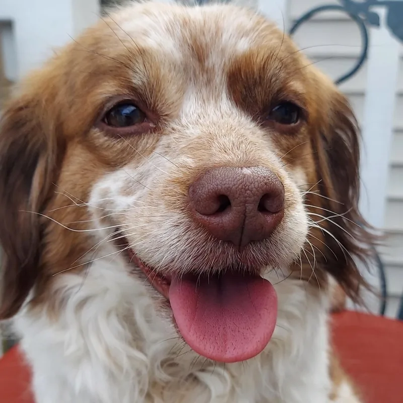 An adult small-sized female Red / Chestnut / Orange Cavalier King Charles Spaniel dog named Emery for adoption in Pelham, NH
