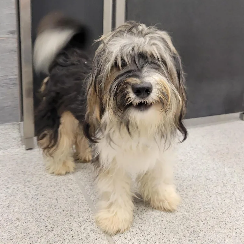 A baby medium-sized male Gray / Blue / Silver Shih Tzu dog named Tucker for adoption in Cooperstown, NY