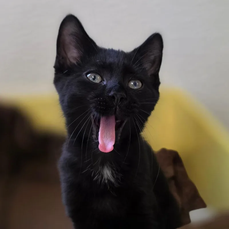 A baby small-sized female Black Domestic Short Hair cat named Mieze for adoption in Marysville, OH