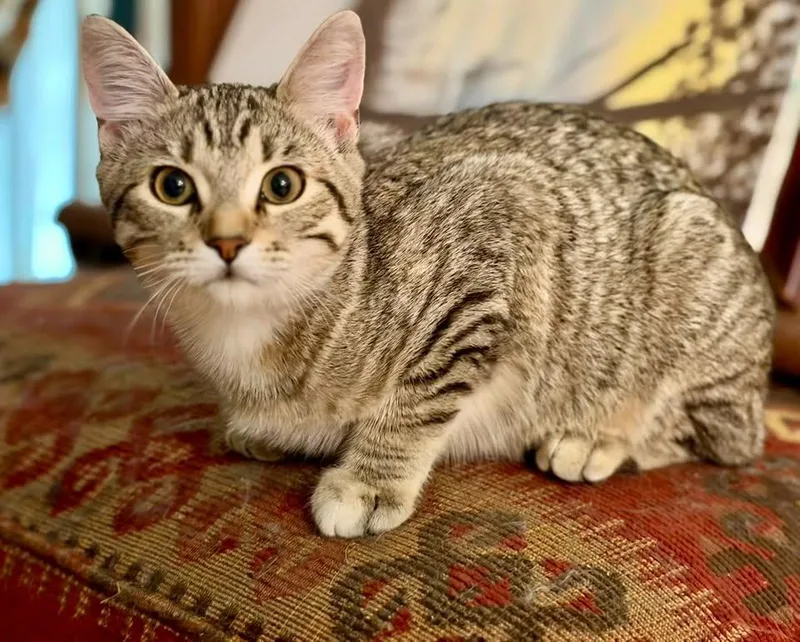 A young medium-sized female Domestic Short Hair cat named Liberty for adoption in Wetumpka, AL