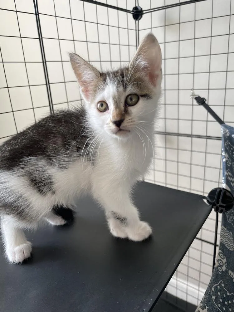 A baby small-sized female Domestic Short Hair cat named Amber for adoption in Salisbury, NC