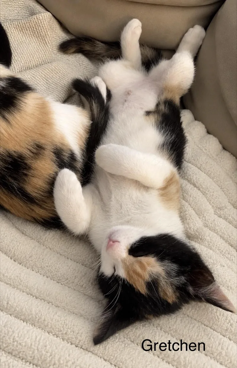 A baby medium-sized female Domestic Short Hair cat named Gretchen for adoption in Denver, CO