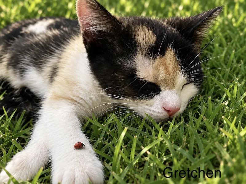 Gretchen thumbnail 2