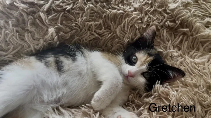 Gretchen thumbnail 3