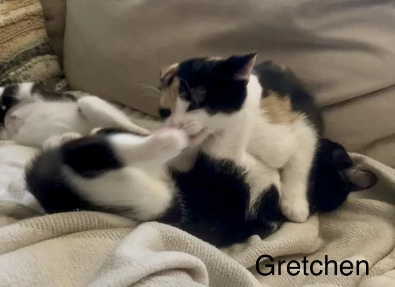 Gretchen thumbnail 4