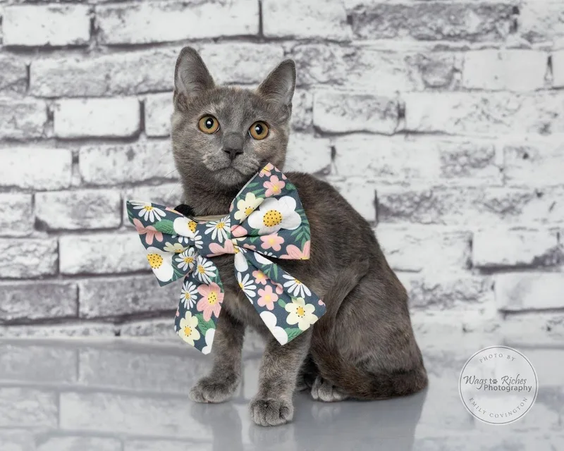 A baby medium-sized female Dilute Tortoiseshell cat named Sugar for adoption in Tuscaloosa, AL