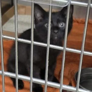 A baby small-sized female Black Domestic Medium Hair cat named Velma for adoption in Rapid City, SD