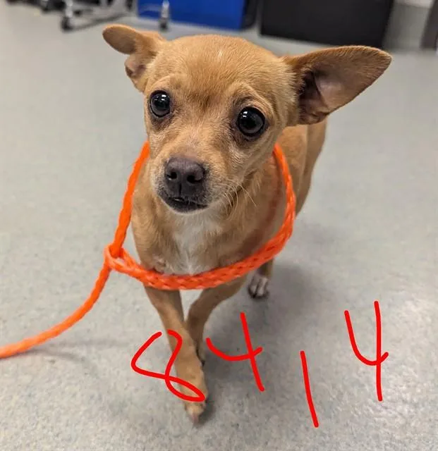 A young small-sized female Chihuahua dog named Gretchen for adoption in Ontario, CA