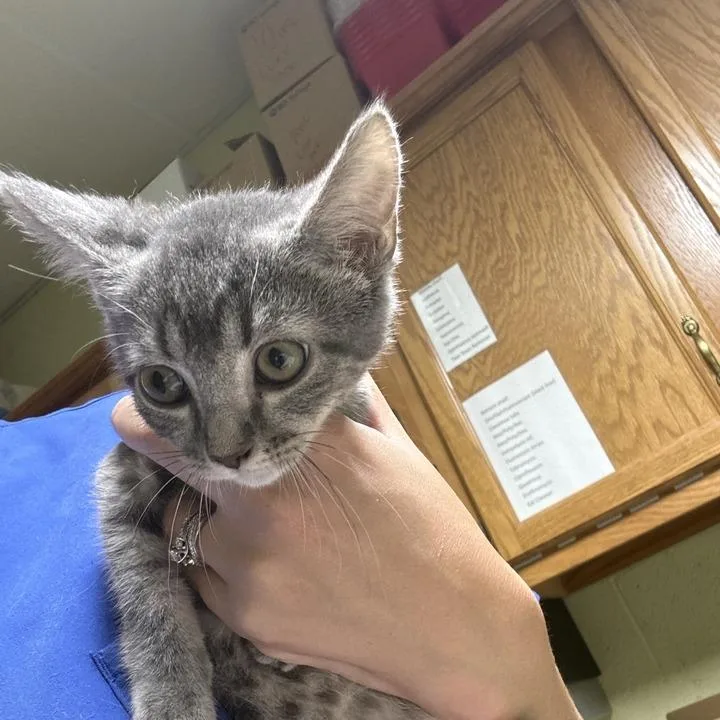 A baby small-sized male Gray / Blue / Silver Domestic Short Hair cat named Grayson for adoption in Lewisburg, WV