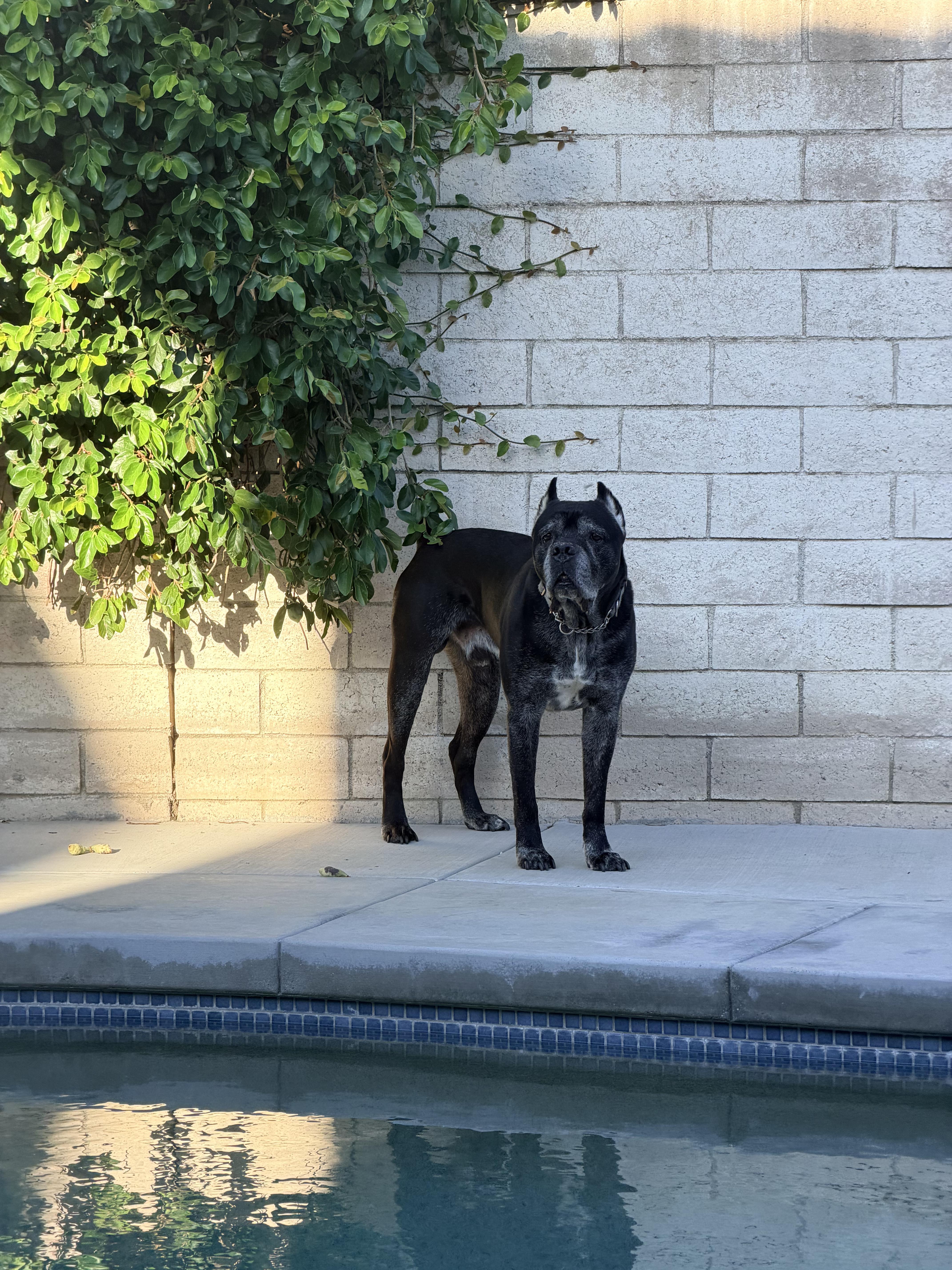 A senior large-sized male Black Cane Corso dog named Luca for adoption in Hesperia, CA