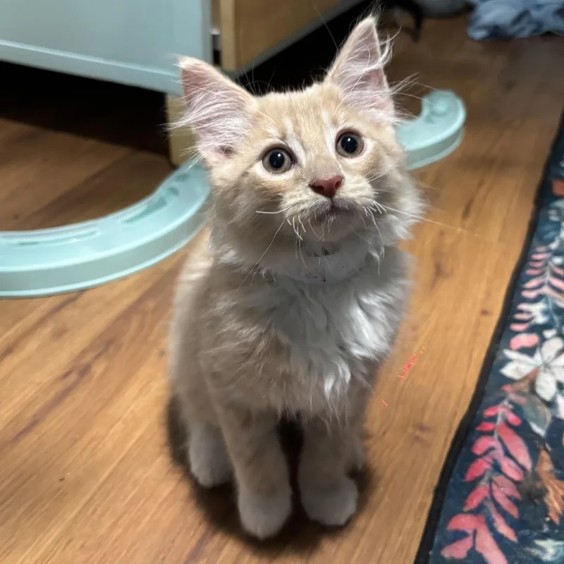 A baby small-sized male Orange / Red Domestic Medium Hair cat named Sunny Chapman for adoption in Merrifield, VA