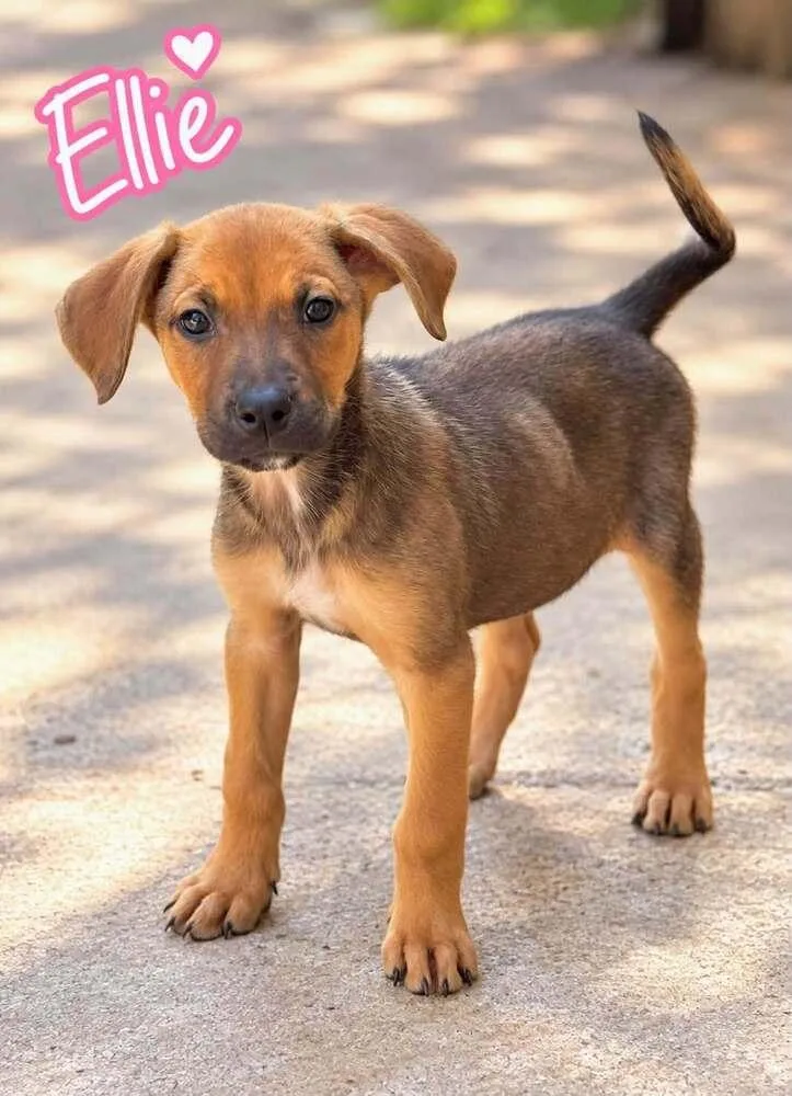 A baby medium-sized female Labrador Retriever dog named Ellie for adoption in Saugus, MA