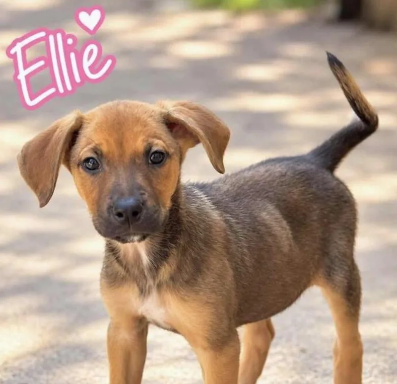Ellie thumbnail 2