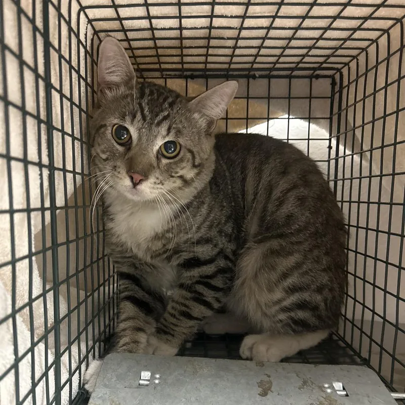 An adult large-sized male Brown / Chocolate Domestic Short Hair cat named Dragon for adoption in Henderson, NV