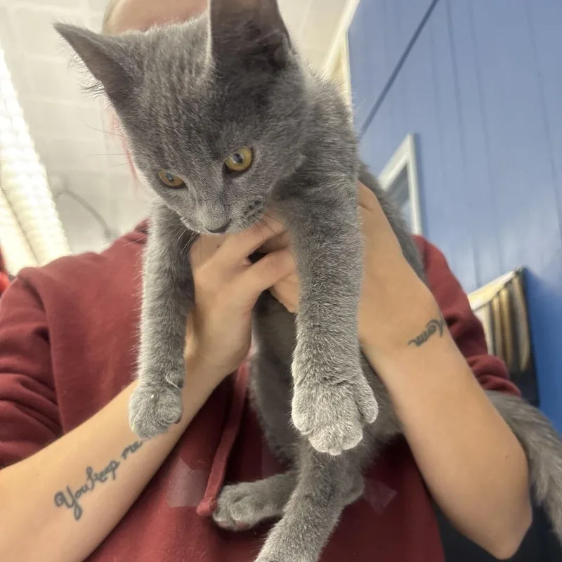 A baby small-sized male Gray / Blue / Silver Domestic Short Hair cat named Cole for adoption in Oak Hill, WV