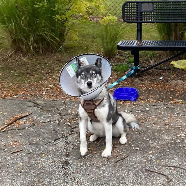 An adult medium-sized female Siberian Husky dog named Lucille for adoption in Indianapolis, IN