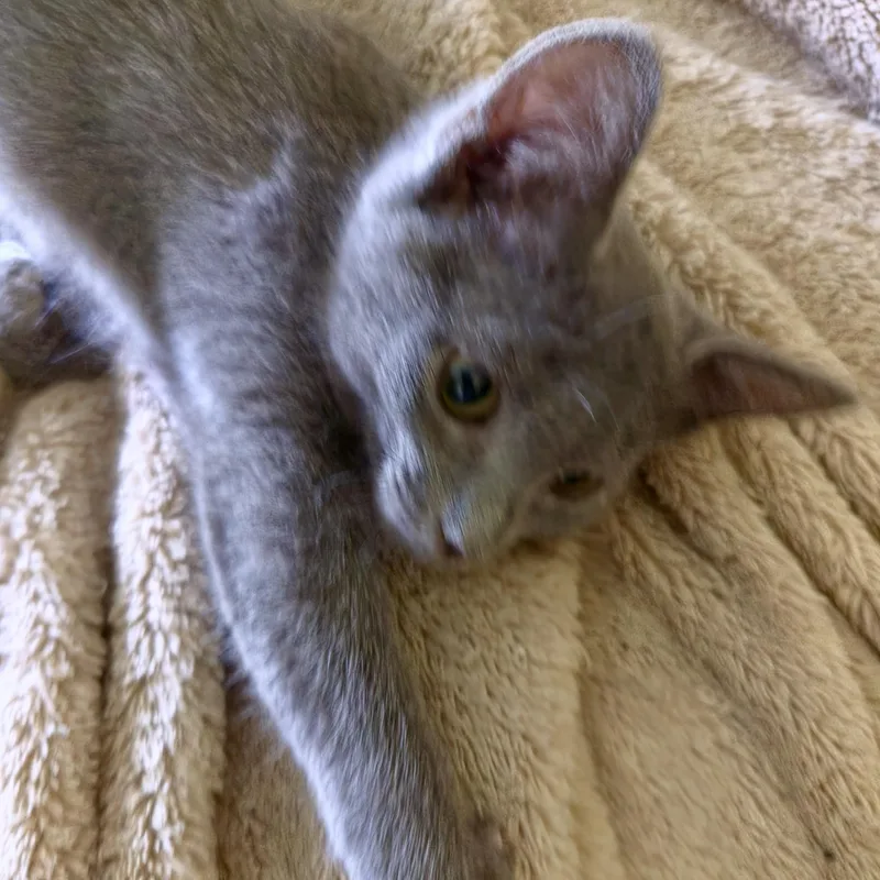 A baby small-sized female Gray / Blue / Silver Domestic Short Hair cat named Sterling for adoption in Smithfield, NC