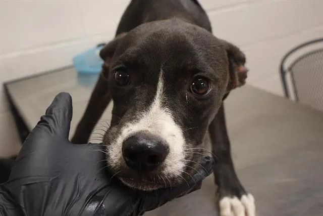 A young medium-sized male Mixed Breed dog named Commander for adoption in Columbia, SC