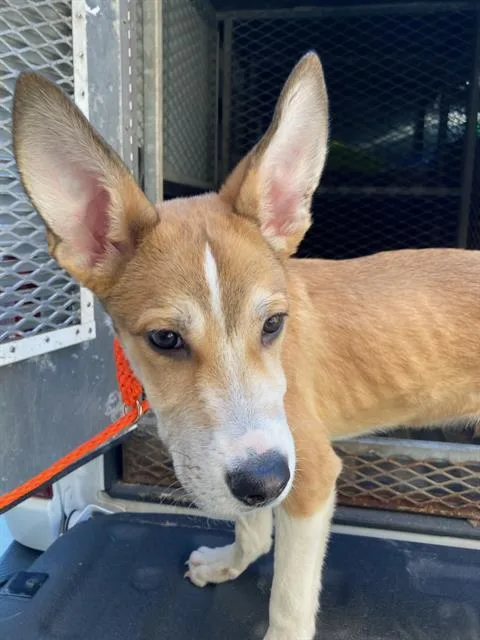 A young small-sized male German Shepherd Dog dog named Toto for adoption in Olivette, MO