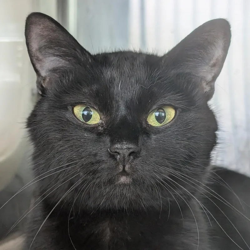 An adult medium-sized female Black Domestic Short Hair cat named Marianne for adoption in Asheville, NC