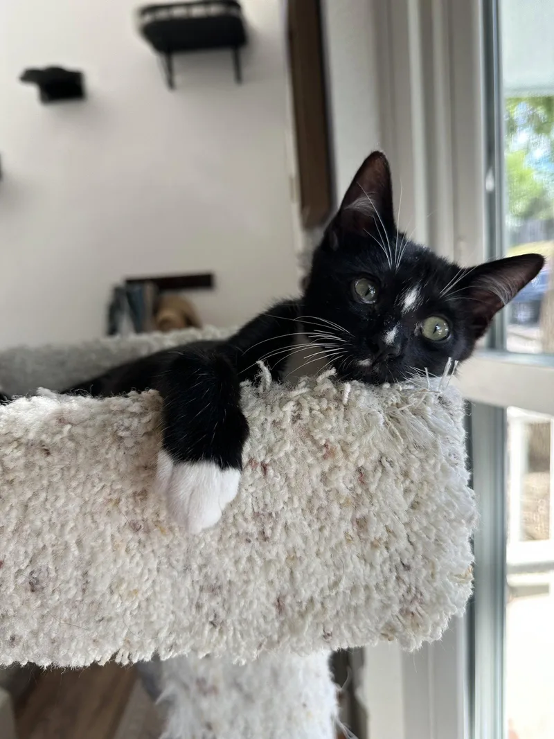 A young medium-sized male Black & White / Tuxedo Domestic Short Hair cat named Moonbeam for adoption in Aurora, CO