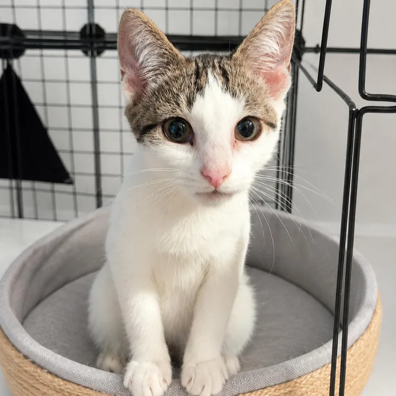 A baby medium-sized male Brown / Chocolate Domestic Short Hair cat named Mochi for adoption in Medford, NJ