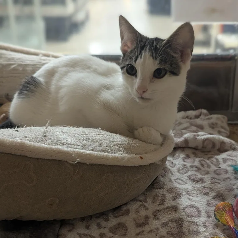 Mochi thumbnail 2