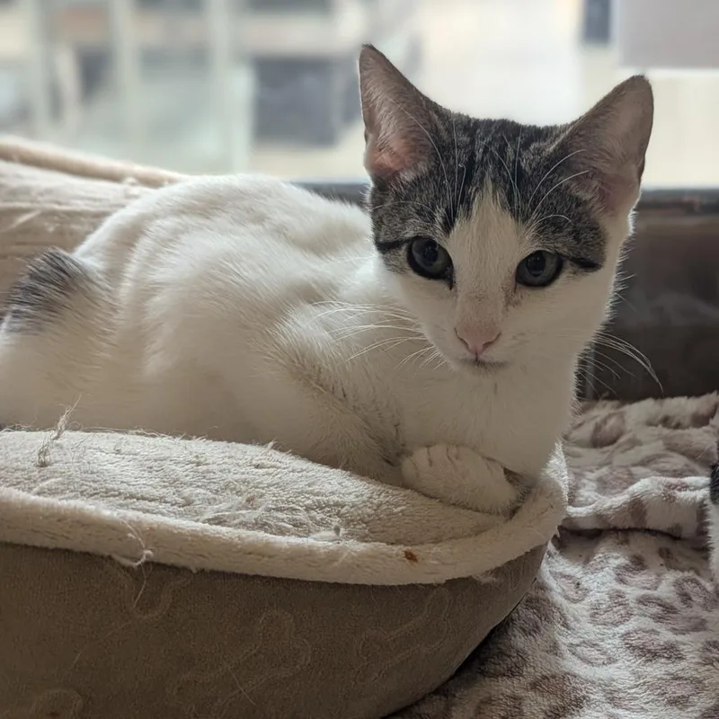 Mochi thumbnail 3