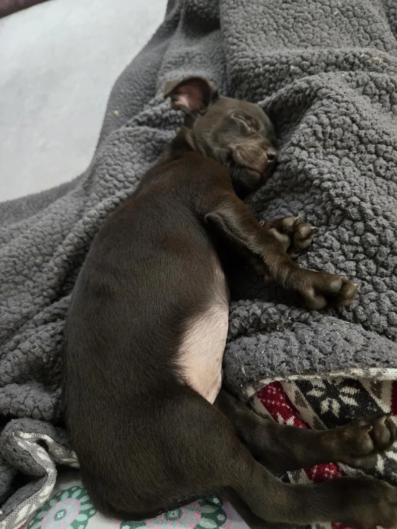 A baby small-sized male Chihuahua dog named Jakk for adoption in Cumming, GA