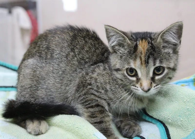 A baby medium-sized female Torbie cat named Helen for adoption in Portage, WI