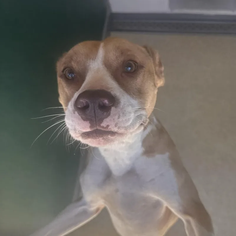 An adult medium-sized male Yellow / Tan / Blond / Fawn Pit Bull Terrier dog named Gigli for adoption in Reno, NV