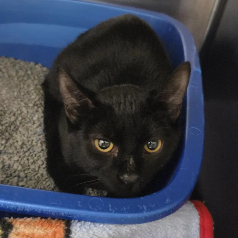 A baby small-sized female Black Domestic Short Hair cat named Slinky for adoption in Hinsdale, IL