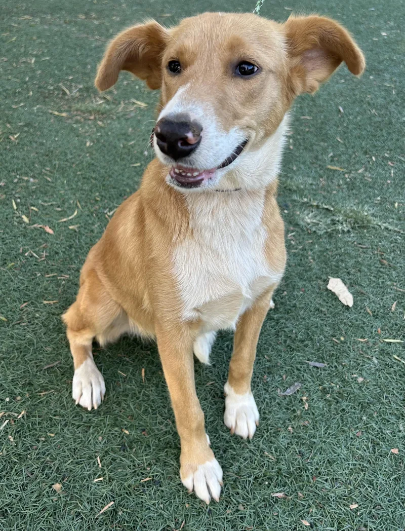 A young small-sized female Yellow / Tan / Blond / Fawn Carolina Dog dog named Tina for adoption in Bell Gardens, CA