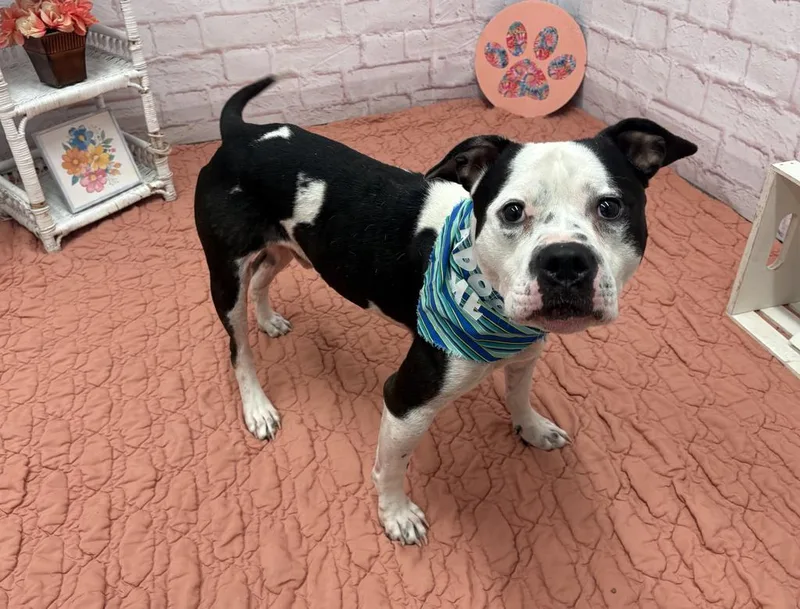 An adult medium-sized male American Bulldog dog named Clang for adoption in Detroit, MI