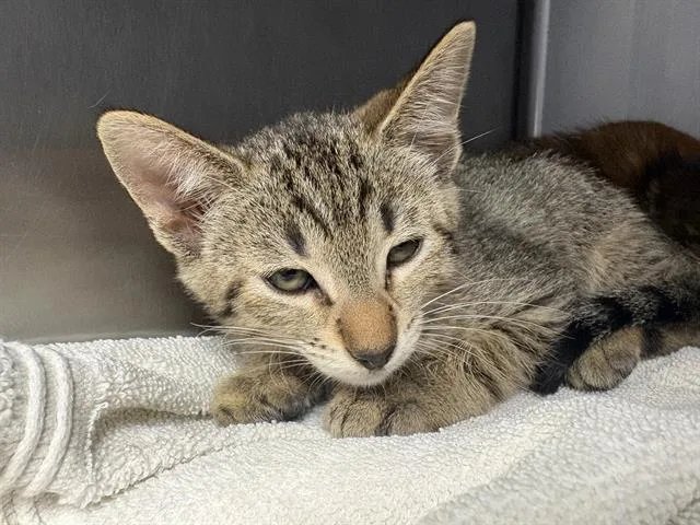 A baby small-sized male Domestic Short Hair cat named Giovanni for adoption in Santa Cruz, CA