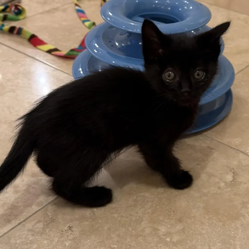 A baby small-sized male Black Domestic Short Hair cat named Nori for adoption in Santa Barbara, CA